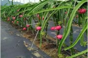柑橘種植技術規(guī)程制度_贛南臍橙黃龍病會不會消失