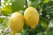 川津1號(hào)柑菊：新銳柑橘品種的栽培優(yōu)勢(shì)與健康價(jià)值探析