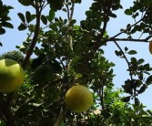 明日見(jiàn)柑橘果留樹(shù)多久開(kāi)花啊圖片（明日見(jiàn)柑橘又叫什么）