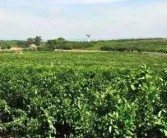 沼渣種柑橘種植技術_在溫室大棚里種植什么東西最賺錢