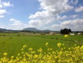 2022年沃柑價(jià)格為何下降（2021沃柑暴跌）