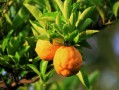 黃龍病柑橘產(chǎn)業(yè)危害有哪些？深度解析其對農(nóng)業(yè)經(jīng)濟與生態(tài)安全的雙重威脅