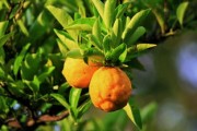 黃龍病柑橘產(chǎn)業(yè)危害有哪些？深度解析其對農(nóng)業(yè)經(jīng)濟與生態(tài)安全的雙重威脅