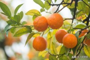 柑橘10大病蟲害防治技術(shù)_紅蜘蛛的防治要點(diǎn)有哪些 柑橘10大病蟲害防治技術(shù)_紅蜘蛛的防治要點(diǎn)有哪些