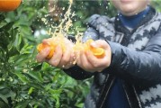 柑橘種植技術(shù)百科視頻教程_2020沙糖桔的價(jià)格如何