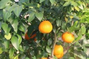 紅美人柑橘種植大棚技術(shù)_牡丹花怎么養(yǎng) 紅美人柑橘種植大棚技術(shù)_牡丹花怎么養(yǎng)