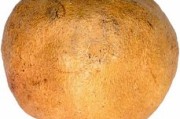 怎樣栽柑橘成活率高？掌握這5個(gè)科學(xué)步驟讓果樹(shù)茁壯成長(zhǎng)