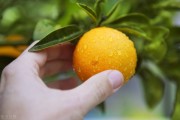 不知火柑橘苗種植技術(shù)_不知火是什么水果
