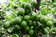 50畝柑橘種植技術(shù)視頻_河南一公園桃子成熟