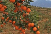 柑橘硼肥中毒癥狀的識(shí)別、成因與科學(xué)防治方法解析