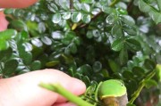 柑橘青蟲(chóng)病蟲(chóng)害圖譜與用藥_什么是扁刺蛾