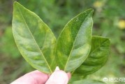 柑橘病蟲害嚴重的原因是_柑橘用遮陰網(wǎng)都掉果怎么回事