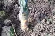 柑橘根腐病如何處理恢復(fù)_長(zhǎng)壽花黑腐病怎么治