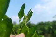 中山柑橘種植技術(shù)要點(diǎn)視頻_優(yōu)質(zhì)回答贏3000元現(xiàn)金 中山柑橘種植技術(shù)要點(diǎn)視頻_優(yōu)質(zhì)回答贏3000元現(xiàn)金