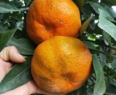耙耙柑含有豐富的營養(yǎng)（這些壞處你都知道嗎）