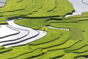 廣西沃柑成熟季節(jié)探秘：八桂大地的豐收時(shí)刻與甜蜜饋贈(zèng)