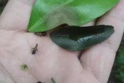 小柑橘種植管理技術(shù)_防止果樹在冬天出現(xiàn)凍害的方法有哪些 小柑橘種植管理技術(shù)_防止果樹在冬天出現(xiàn)凍害的方法有哪些