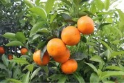 柑橘種植技術及成本_砂糖橘十元五斤隨便挑選