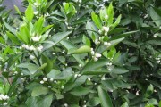 柑橘無(wú)病蟲(chóng)害怎么養(yǎng)_柑橘小葉怎么防治