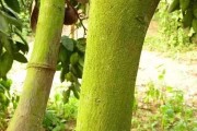 柑橘秋季防病蟲害方案_金秋沙糖橘怎么種植 柑橘秋季防病蟲害方案_金秋沙糖橘怎么種植