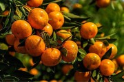 柑橘苗種植與管理技術(shù)_廣柑樹(shù)怎么管理果實(shí)才多