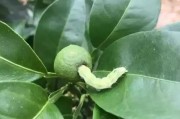 柑橘病蟲害高清圖譜煙青蟲_高效氯氟氰菊酯說(shuō)明書配比 柑橘病蟲害高清圖譜煙青蟲_高效氯氟氰菊酯說(shuō)明書配比
