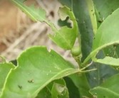 柑橘幼果種植技術(shù)_柑橘?；ㄗ罴褧r(shí)間