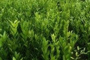 傳播柑橘種植技術(shù)_橘農(nóng)的財神爺是怎樣煉成的
