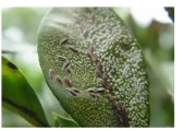 柑橘病蟲害防治的關(guān)鍵時期_柑橘果皮變黑是蟲害還是病害
