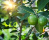 柑橘無(wú)病蟲害種植方法_柑橘幼苗帶潰瘍好治嗎
