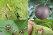 柑橘病蟲害證明去哪里開_柑橘樹葉背面有黃色斑點(diǎn)