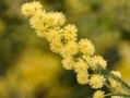 種植柑橘苗怎么用有機(jī)肥施肥（柑橘有機(jī)肥什么時候下最合適）