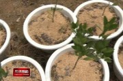 陽(yáng)臺(tái)柑橘樹(shù)種植技術(shù)_甜甘桔的腌制方法