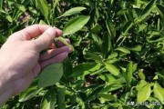 特早大分一號(hào)柑橘_特早陽光1號(hào)柑橘品種 特早大分一號(hào)柑橘_特早陽光1號(hào)柑橘品種