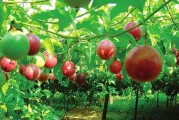 北流柑橘種植技術(shù)要點(diǎn)簡介_容縣屬于哪個(gè)市