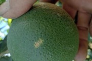 柑橘一年四季都有的病蟲害_烯酰嗎啉在柑橘上的應(yīng)用
