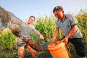 安道麥柑橘病蟲(chóng)害管理方案_如何防治水稻蟲(chóng)害