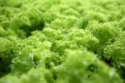 四川新惠陽耙耙柑直播火熱開播——豐收季直擊原產(chǎn)地甜蜜盛宴