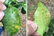 柑橘病蟲害防治用藥大全_嘧霉胺對(duì)柑橘病害有什么用途
