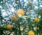 山西柑橘大棚種植技術與管理_當前菜市豬肉持續(xù)高漲的原因是什么