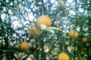 山西柑橘大棚種植技術與管理_當前菜市豬肉持續(xù)高漲的原因是什么
