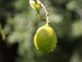 正宗四川柑桔樹苗：優(yōu)質(zhì)高產(chǎn)良種，產(chǎn)地直供，成活率高保障