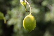 正宗四川柑桔樹苗：優(yōu)質(zhì)高產(chǎn)良種，產(chǎn)地直供，成活率高保障