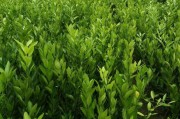 柑橘種植技術(shù)有哪些優(yōu)點(diǎn)_柑橘園最好套養(yǎng)模式