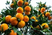 雨過(guò)天晴柑橘種植技術(shù)_種植柑橘在著色期應(yīng)注意些什么細(xì)節(jié)