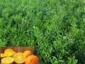 沃柑要打幾次保果藥（沃柑需要打保果藥嗎）