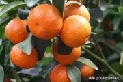 廣西柑橘病蟲害發(fā)生特點_龍眼園為何會發(fā)生白蛾蠟蟬危害