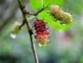 脆蜜金桔種植技術(shù)全年管理關(guān)系（脆蜜金桔價錢多少一斤）