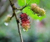 脆蜜金桔種植技術(shù)全年管理關(guān)系（脆蜜金桔價錢多少一斤）