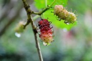 脆蜜金桔種植技術(shù)全年管理關(guān)系（脆蜜金桔價錢多少一斤）